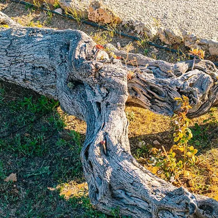 Tenuta Arbanoa * ガリポリ